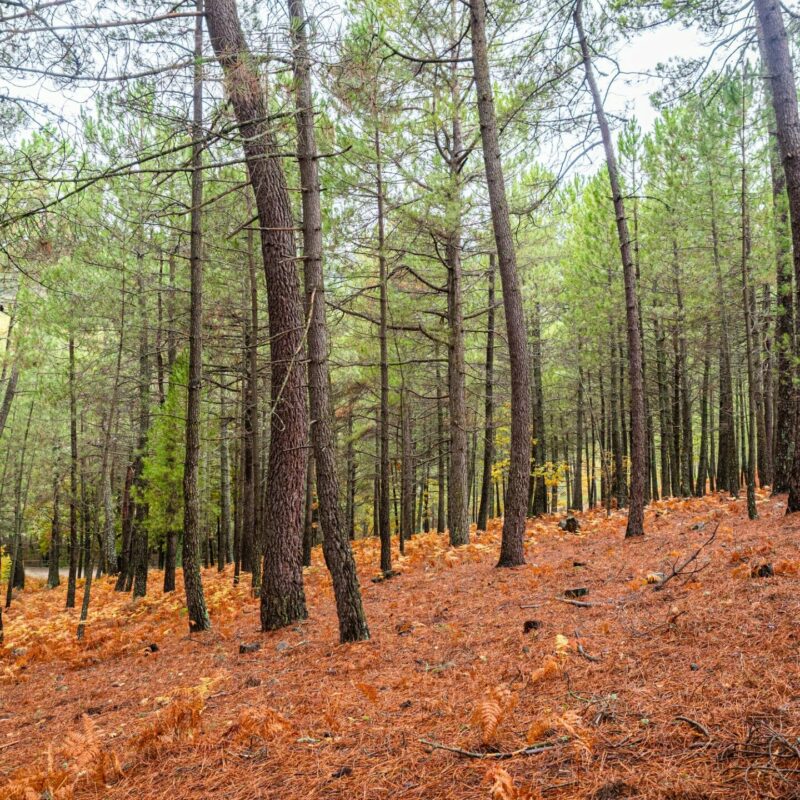 Forest of chestnut and pine trees in autumn